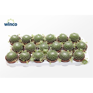 Sempervivum Arachnoidum