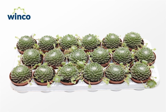 <h4>Sempervivum Arachnoidum</h4>