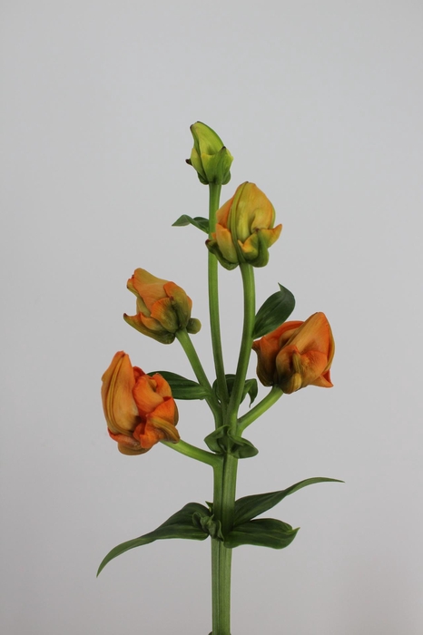 <h4>LI LA TINTORETTO</h4>