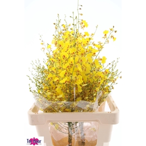 ONCIDIUM