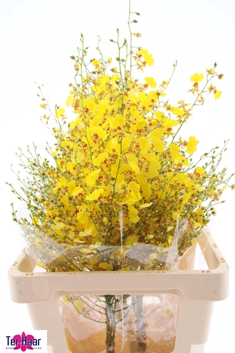 <h4>ONCIDIUM</h4>