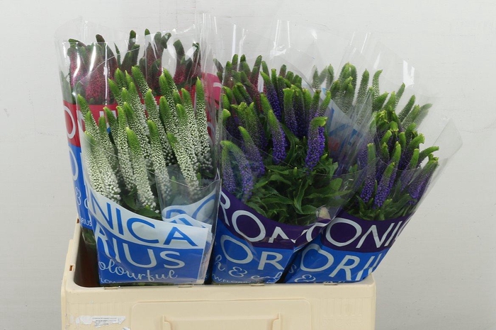 <h4>Veron Smart Gem</h4>