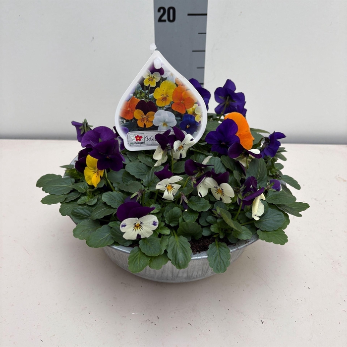 <h4>Viola corn.   ...mix</h4>