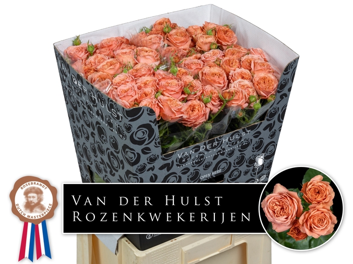 <h4>R Tr Bella Trendsetter Hulst</h4>