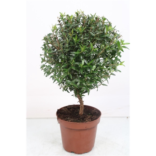<h4>Myrtus Communis Stem</h4>