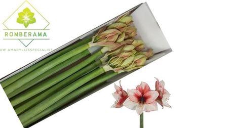 <h4>Hipp Ga Supernova</h4>