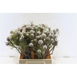 Kaaps Leucad Galpinii