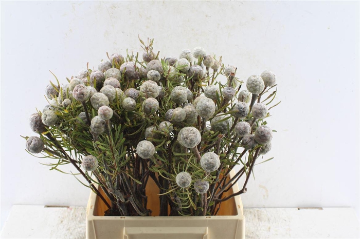 <h4>Kaaps Leucad Galpinii</h4>