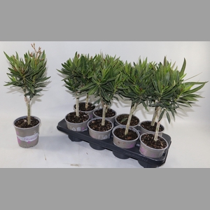 NERIUM OLEANDER OV