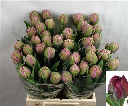 <h4>Tu Du Livorno</h4>