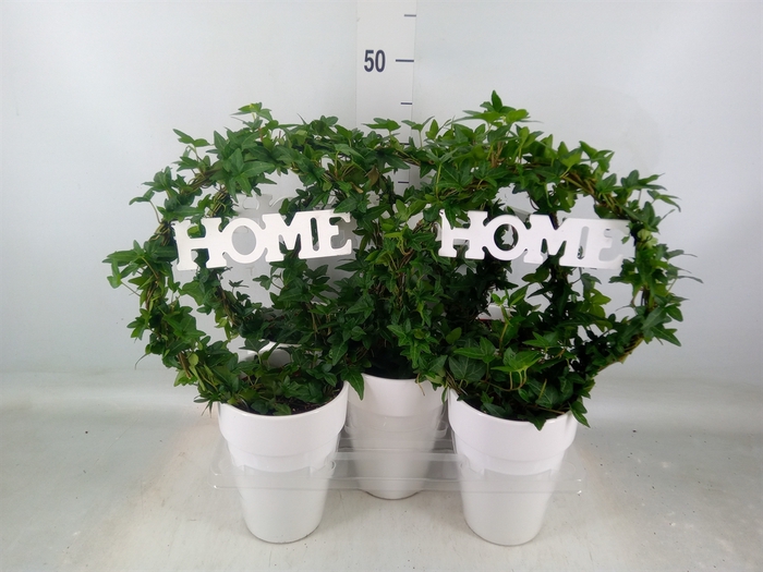 <h4>Hedera   ...green leafed</h4>