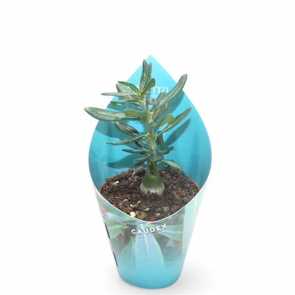 <h4>Sierra's - Pachypodium Succulentum</h4>