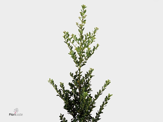 ILEX BL C GREEN HEDG