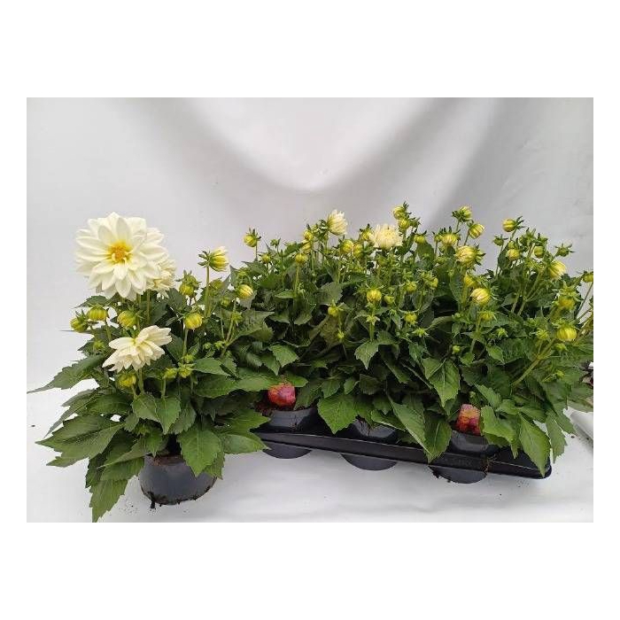 <h4>DAHL D LAB GR WHITE</h4>