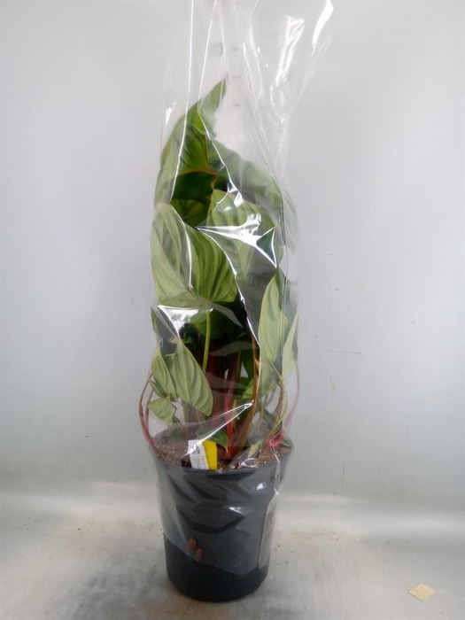 <h4>Philodendron   ...</h4>