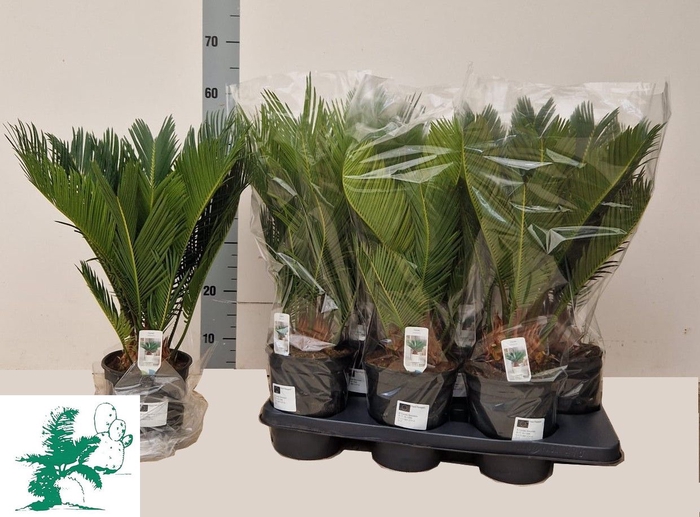 <h4>CYCAS REVOLUTA</h4>