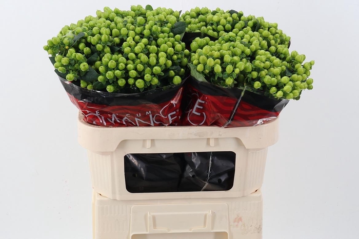 <h4>Hyp Lucky Rom 70cm</h4>