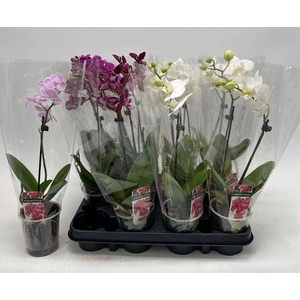 PHAL GEM