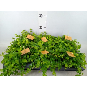 Peperomia rotundifolia