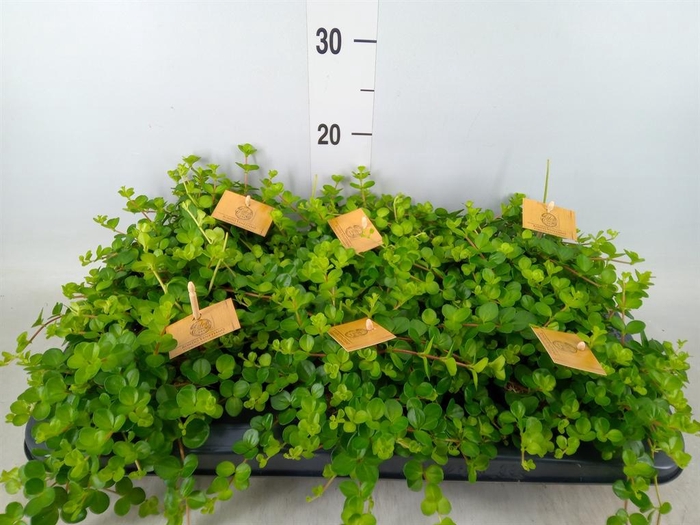 <h4>Peperomia rotundifolia</h4>