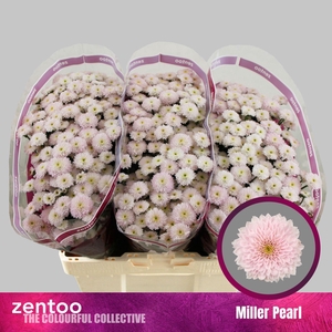 CHR SAN MILLER PEARL CHR S MILLER P