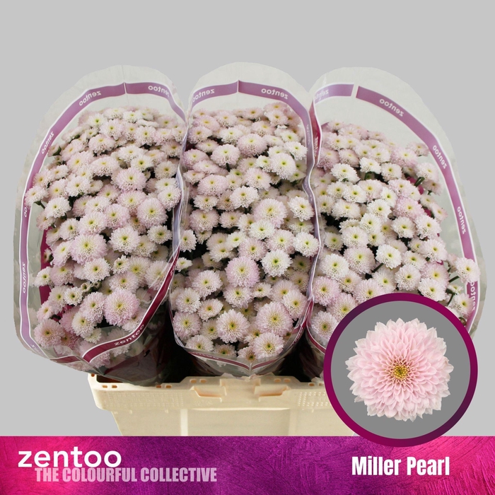 <h4>CHR SAN MILLER PEARL CHR S MILLER P</h4>