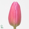 Tulipa si jumbo pink