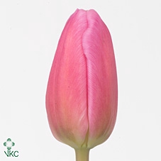 Tulipa si jumbo pink