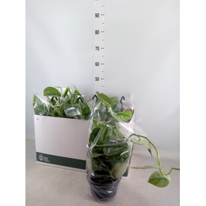 Scindapsus pictus 'Trebie'