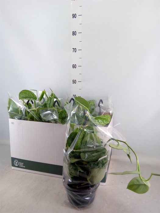 <h4>Scindapsus pictus 'Trebie'</h4>