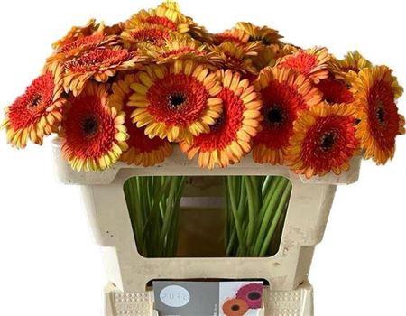 <h4>Ge Mi Decora</h4>