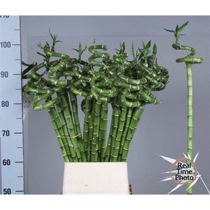 Drac Lucky Bamboo 100cm Curly