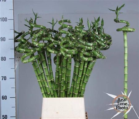 <h4>Drac Lucky Bamboo 100cm Curly</h4>