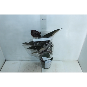 ANTHURIUM VARIADO P17