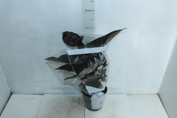 <h4>ANTHURIUM VARIADO P17</h4>