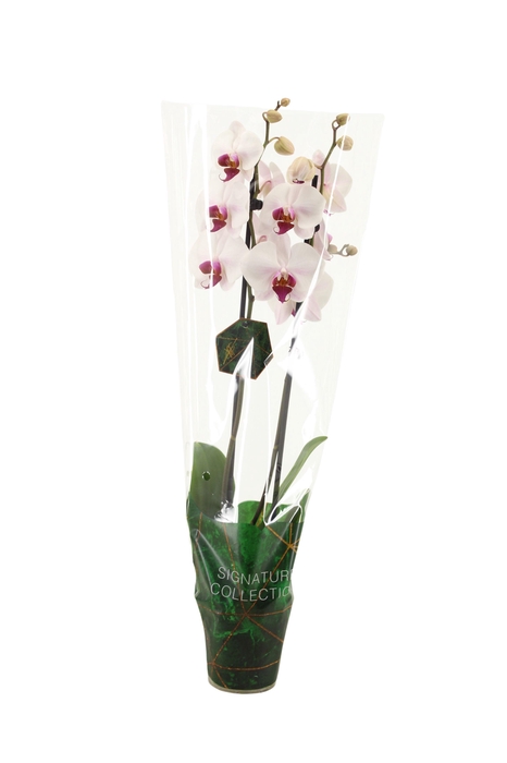<h4>Signature Phal Red Eye 2T16+</h4>
