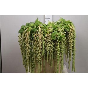 Amar Ca Green Pearls