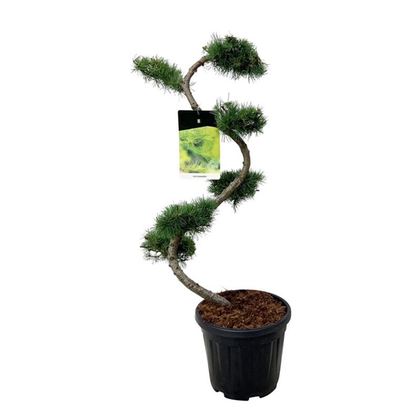 <h4>Larix kaempferi</h4>