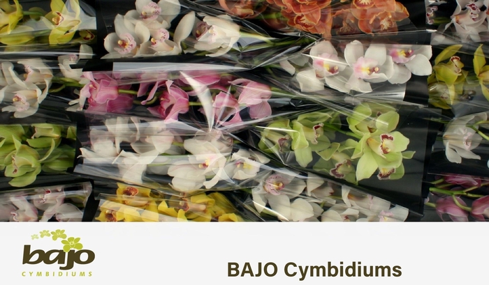 <h4>CYMB T GEM</h4>