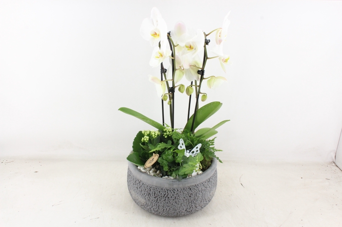 <h4>arr2 PL - Ker. bolschaal grey Phal.</h4>