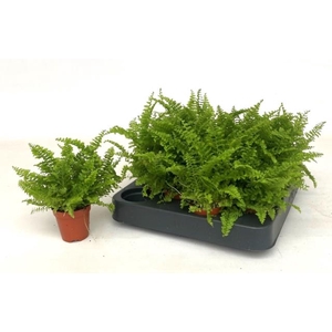 Nephrolepis exaltata Green Fantasy 5,5Ø 12cm