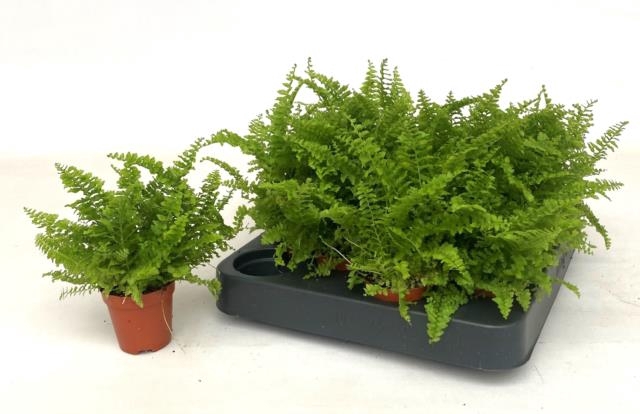 Nephrolepis exaltata Green Fantasy 5,5Ø 12cm