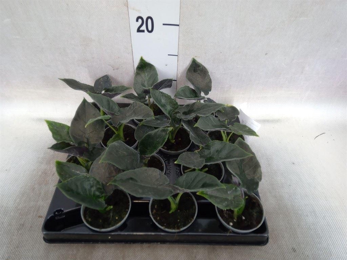 <h4>Alocasia   ...</h4>