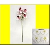 AF Phalaenopsis x5 34cm White