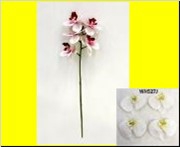 AF Phalaenopsis x5 34cm White