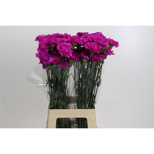 Dianthus St Tiepolo Fucsia