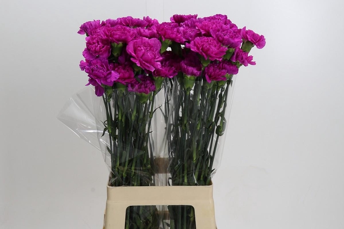 <h4>Dianthus St Tiepolo Fucsia</h4>
