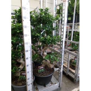 Ficus microcarpa 'Ginseng'