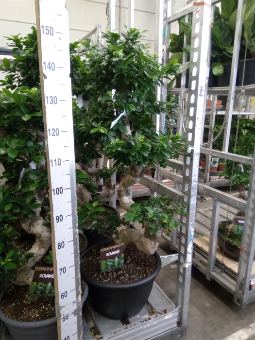 <h4>Ficus microcarpa 'Ginseng'</h4>