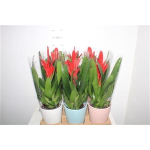 Vries Intenso Red Ceramic Pot
